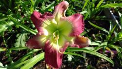 Thumb of 2017-07-23/DogsNDaylilies/1fed84