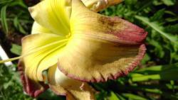 Thumb of 2017-07-23/DogsNDaylilies/260c73