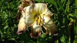 Thumb of 2017-07-23/DogsNDaylilies/43f846