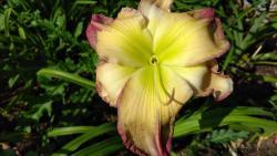 Thumb of 2017-07-23/DogsNDaylilies/997cd0