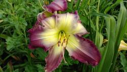 Thumb of 2017-07-23/DogsNDaylilies/a34876