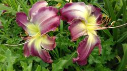 Thumb of 2017-07-23/DogsNDaylilies/bf0f0a