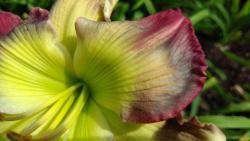 Thumb of 2017-07-23/DogsNDaylilies/df267e