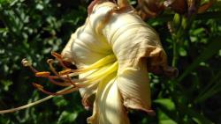 Thumb of 2017-07-23/DogsNDaylilies/eca89a