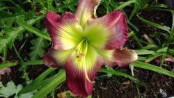 Thumb of 2017-07-23/DogsNDaylilies/f109cb