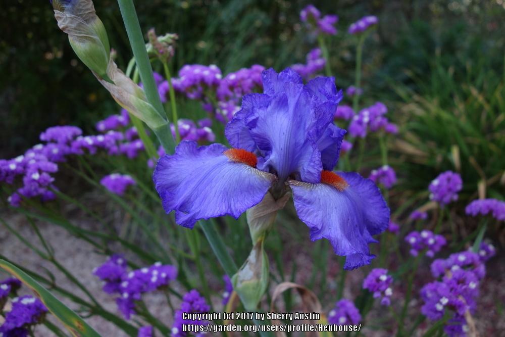 Photo of Tall Bearded Iris (Iris 'Glad') uploaded by Henhouse