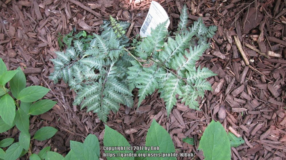 Photo of Red Japanese Painted Fern (Anisocampium niponicum 'Red Beauty') uploaded by NJBob