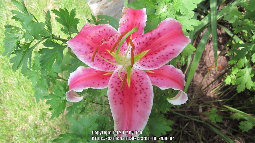 Photo of Oriental Lily (Lilium 'Star Gazer') uploaded by NJBob