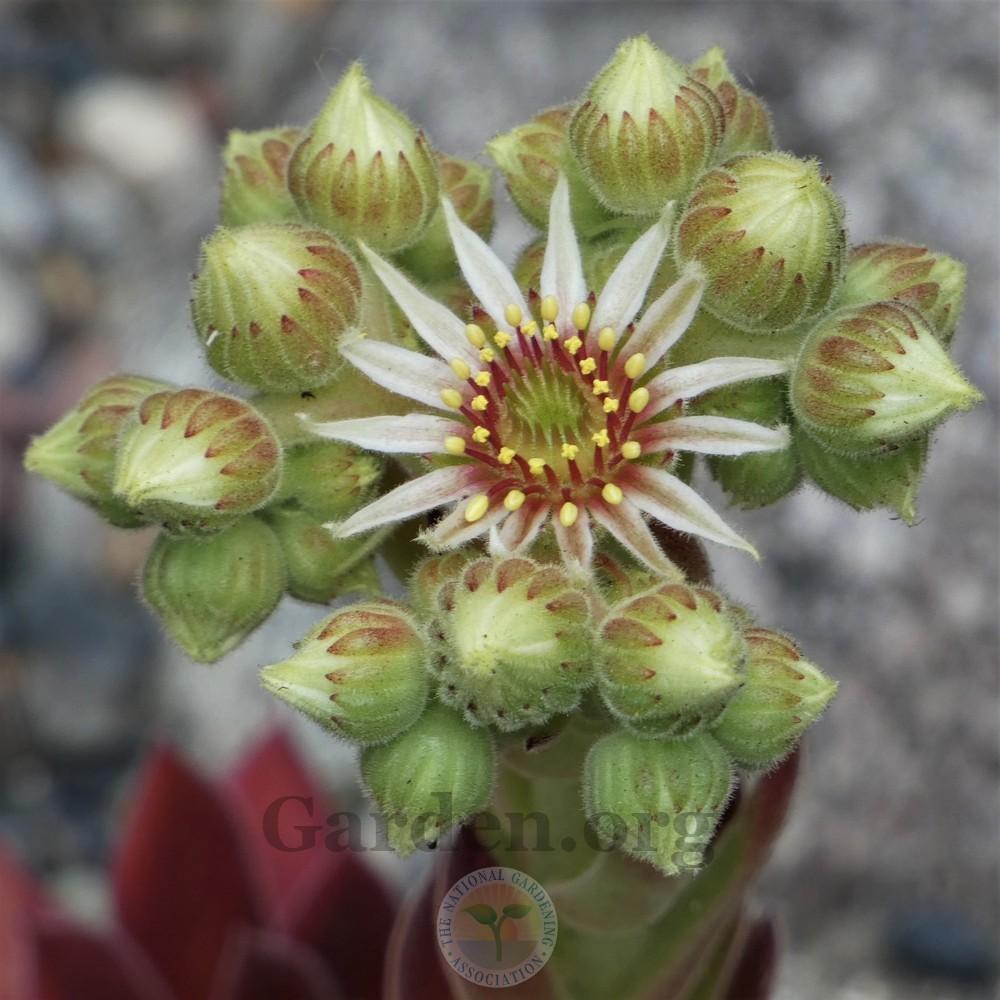 Photo of Hen and Chicks (Sempervivum 'Pacific Sexy') uploaded by Patty
