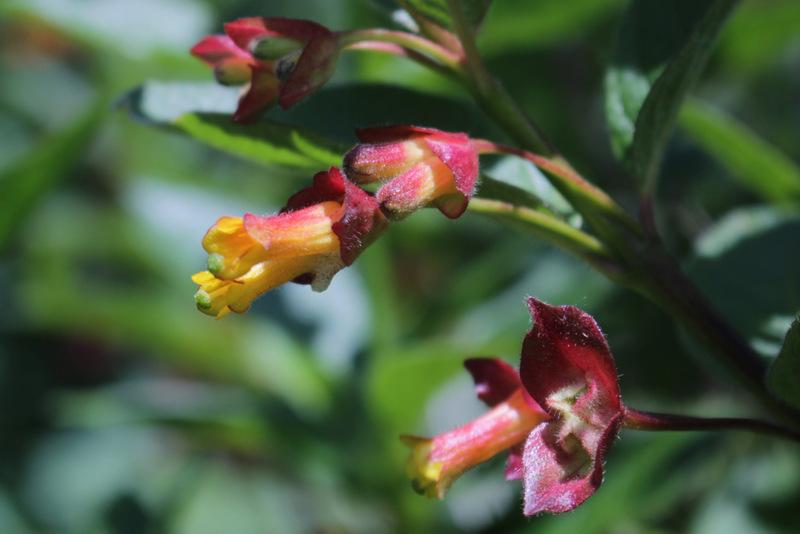 Photo of Twinberry Honeysuckle (Lonicera involucrata var. ledebourii) uploaded by RuuddeBlock
