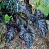 Colocasia Black Ripple