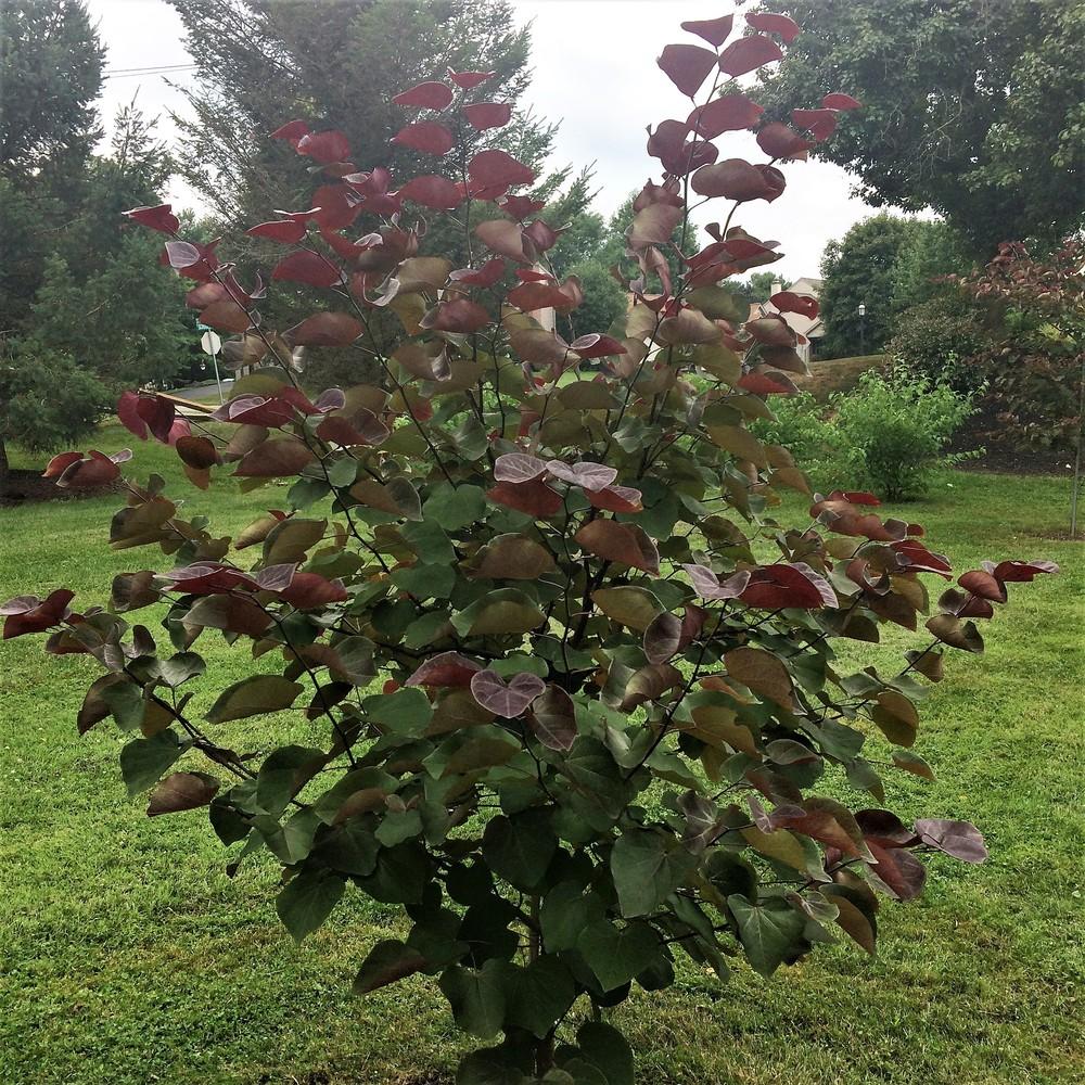 Photo of Eastern Redbud (Cercis canadensis 'Forest Pansy') uploaded by nativeplantlover
