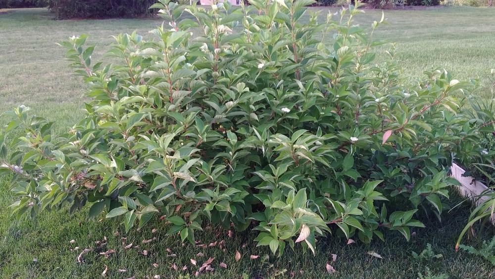 Photo of Red Twig Dogwood (Cornus sericea subsp. sericea Arctic Fire® Red) uploaded by DogsNDaylilies