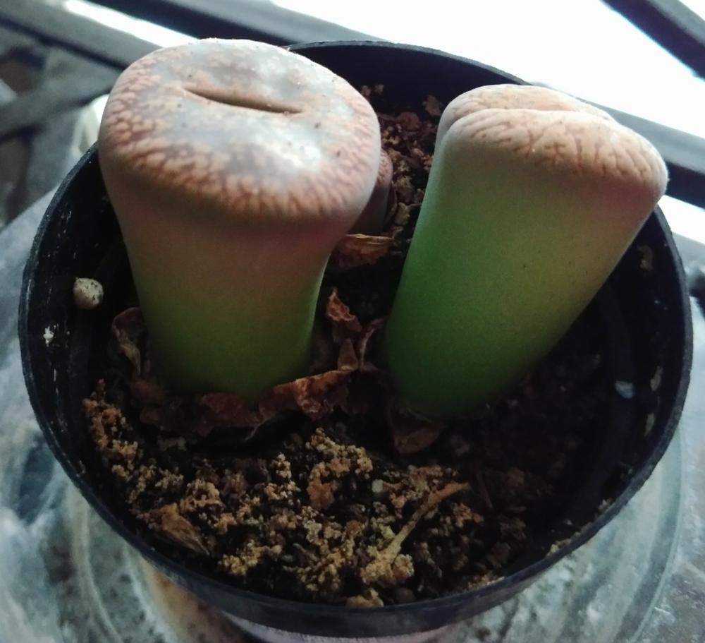 Photo of Living Stones (Lithops) uploaded by DogsNDaylilies