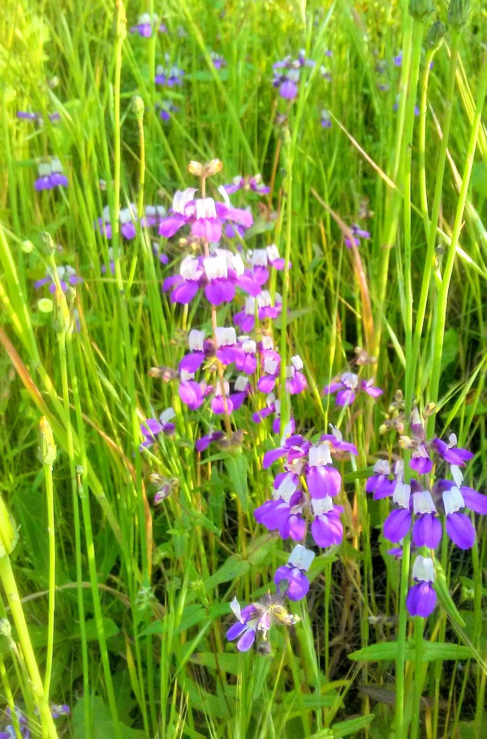 Photo of Chinese Houses (Collinsia heterophylla) uploaded by carlysuko