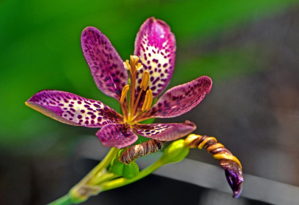 Photo of Species Iris (Iris domestica) uploaded by dawiz1753