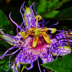 Location: Botanical Gardens of the State of Georgia...Athens, Ga
Date: 2016-08-14
Purple Passion Flower 006