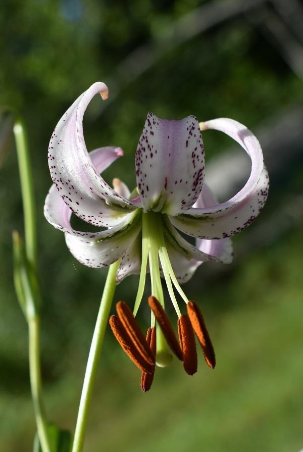 Photo of Lily (Lilium lankongense) uploaded by pixie62560
