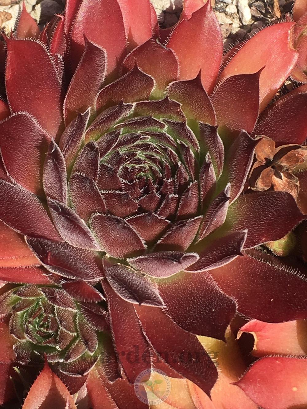 Photo of Hen and Chicks (Sempervivum 'Lipstick') uploaded by springcolor