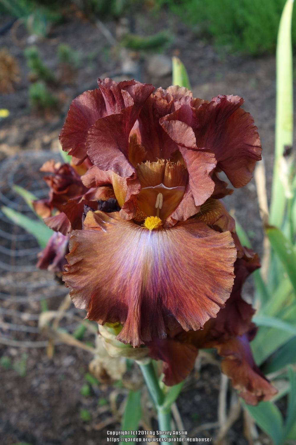 Photo of Tall Bearded Iris (Iris 'Cherokee Blaze') uploaded by Henhouse