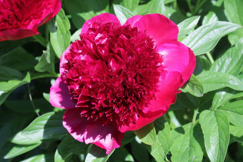 Photo of Peony (Paeonia 'Red Charm') uploaded by RuuddeBlock