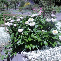 Location: Botanical Garden Meise (Belgium)
Date: 2017-07-23