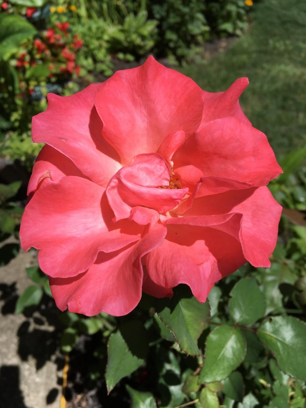 Photo of Roses (Rosa) uploaded by Samlav