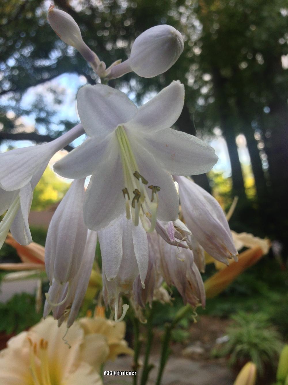 Photo of Hosta 'Humpback Whale' uploaded by crawgarden