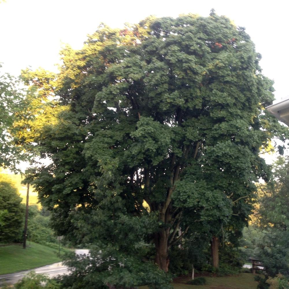 Photo of Norway Maple (Acer platanoides) uploaded by csandt