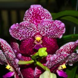 Location: Botanical Gardens of the State of Georgia...Athens, Ga
Date: 2017-07-25
Vanda Orchid 016