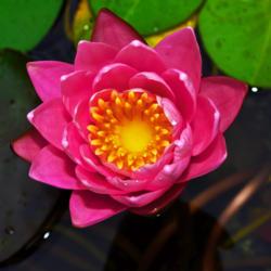 Location: Botanical Gardens of the State of Georgia...Athens, Ga
Date: 2017-07-25
Pink Water Lily 003
