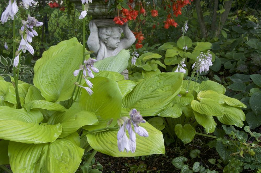 Photo of Hosta 'Sum and Substance' uploaded by Fleur569