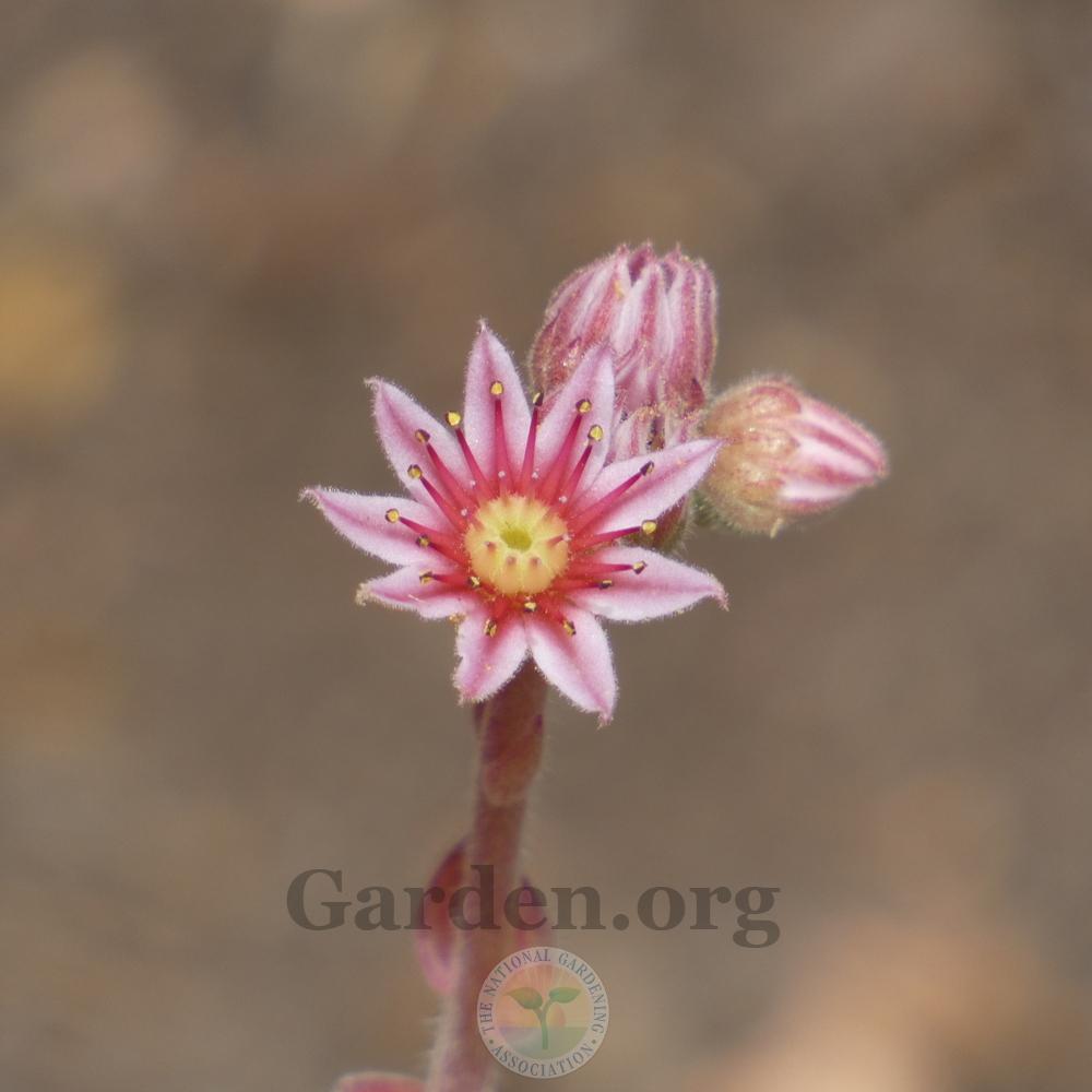 Photo of Hen and Chicks (Sempervivum 'Zilver Moon') uploaded by Patty