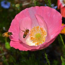 Location: Botanical Gardens of the State of Georgia...Athens, Ga
Date: 2017-05-15
Pink Poppy And Friends 006