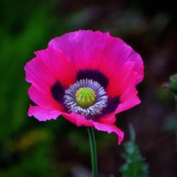 Location: Botanical Gardens of the State of Georgia...Athens, Ga
Date: 2017-04-19
Pink Poppy 003