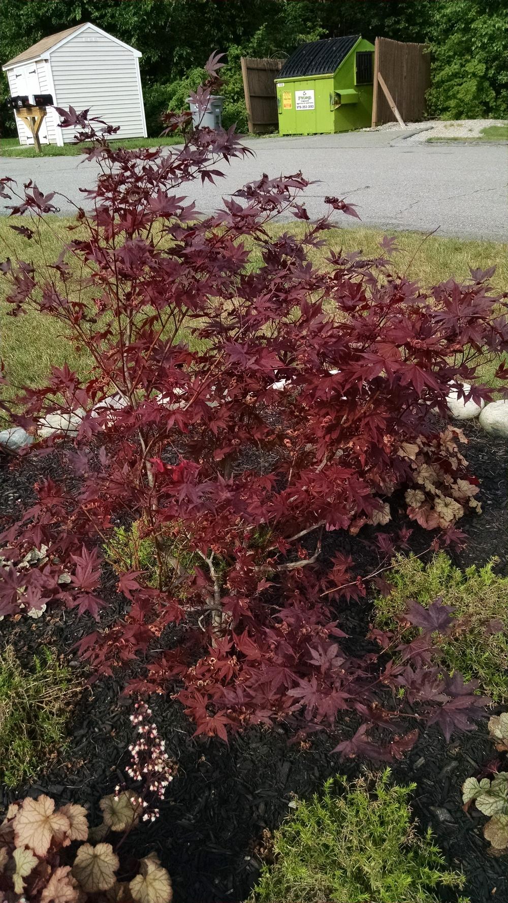 Photo of Japanese Maple (Acer palmatum var. amoenum 'Bloodgood') uploaded by joannakat
