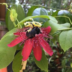 Location: Winter Springs, FL zone 9b
Date: 2017-07-24
Bumble bee pollinating my passionflower