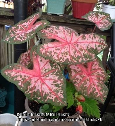 Photo of Fancy-leaf Caladium (Caladium 'Pink Beauty') uploaded by Frenchy21