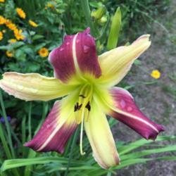 Location: Southern Maine
Typical color of this daylily in my garden