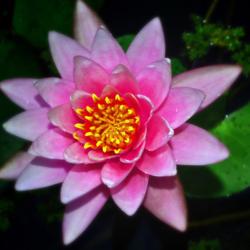 Location: Botanical Gardens of the State of Georgia...Athens, Ga
Date: 2017-07-27
Pink Water Lily 005