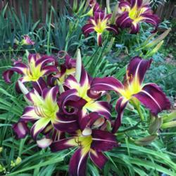 Location: My zone 5 garden.
Date: 2017-07-24
This is one of my favorite daylilies and I have 550!