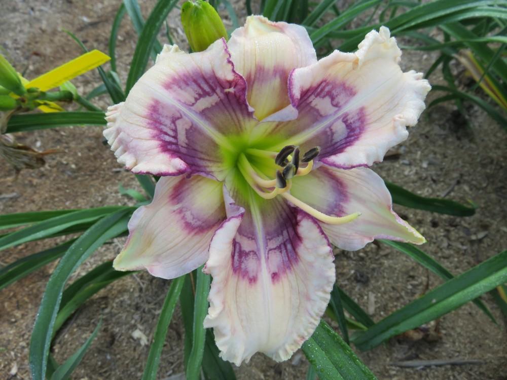Photo of Daylily (Hemerocallis 'Whale Tails') uploaded by 1953dennis