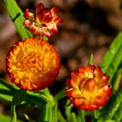 Location: Botanical Gardens of the State of Georgia...Athens, Ga
Date: 2015-08-03
Stages Of A Strawflower 003