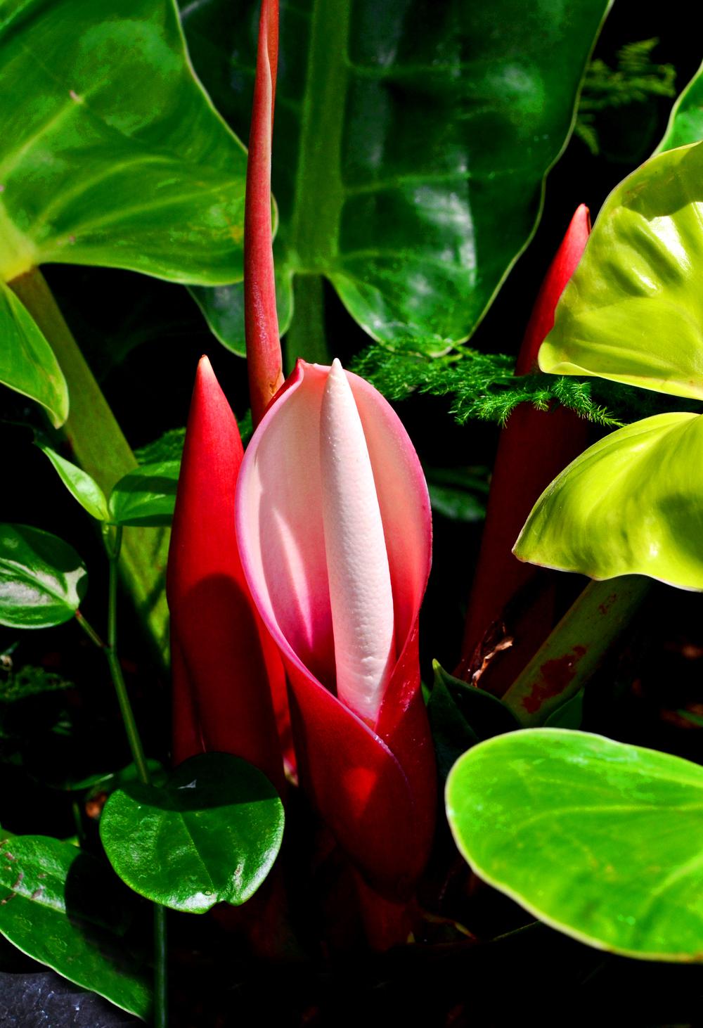 Photo of Philodendron 'Prince of Orange' uploaded by dawiz1753