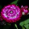 Colors Of Nature - Purple Strawflower 005
