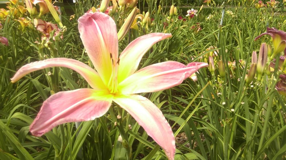 Photo of Daylily (Hemerocallis 'Webster's Pink Wonder') uploaded by mystlw