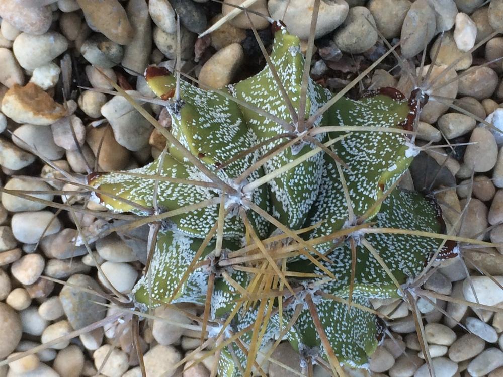 Photo of Star Plant (Astrophytum ornatum) uploaded by ricelg