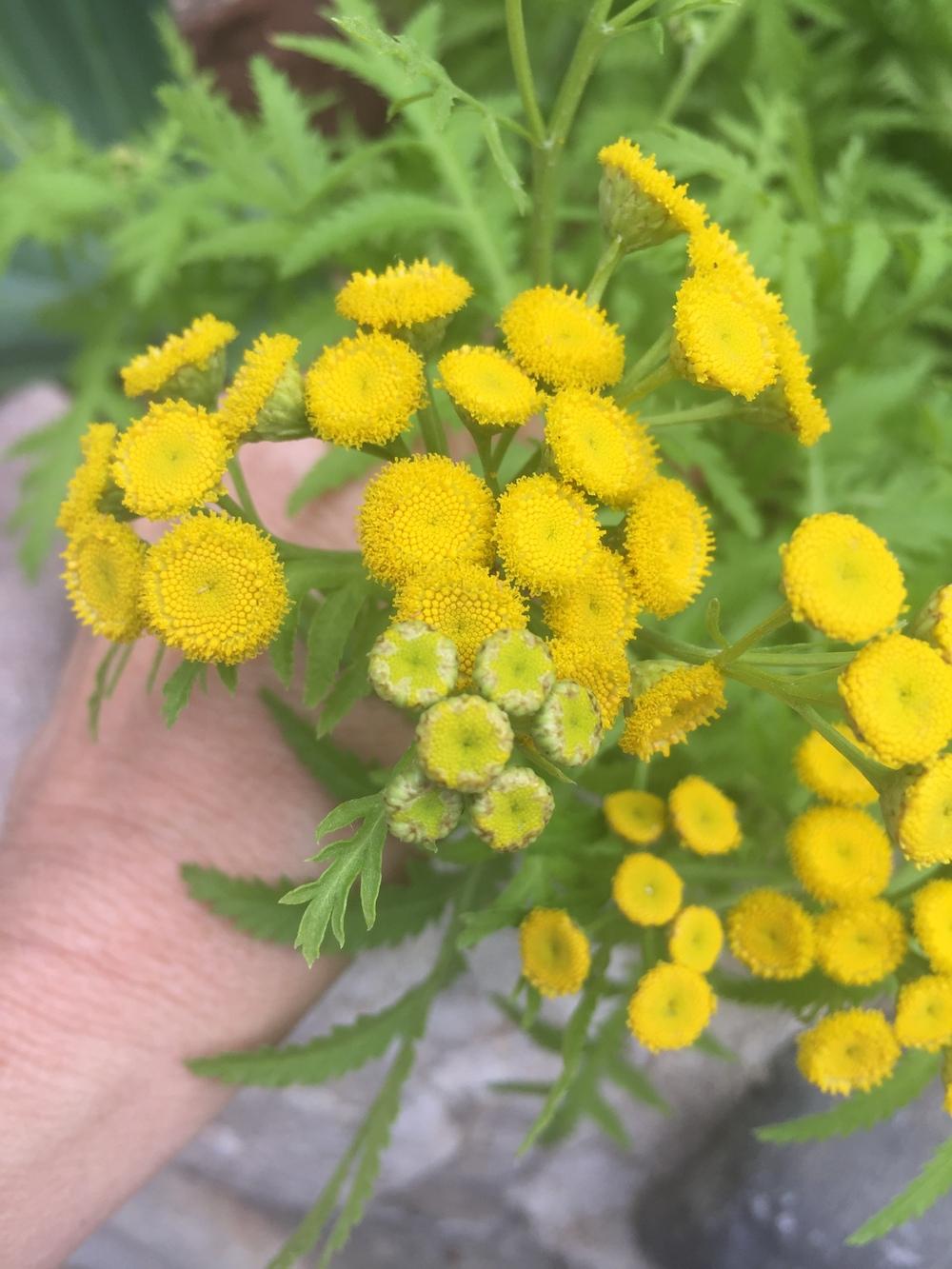 Photo of Tansy (Tanacetum vulgare) uploaded by SpringGreenThumb