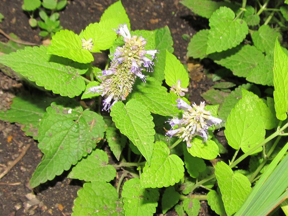 Photo of Anise Hyssop (Agastache foeniculum 'Golden Jubilee') uploaded by jmorth