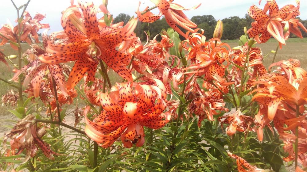 Photo of Double Tiger Lily (Lilium lancifolium 'Flore Pleno') uploaded by mystlw